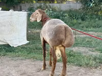 Qoʻchqor, Arashan sheep — 2-rasm