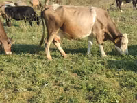 Kuh, Simmental cattle — Foto 2