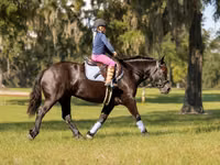 Toychoq, Percheron — 8-rasm