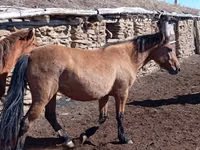 Toychoq, Kazakh horse — 3-rasm