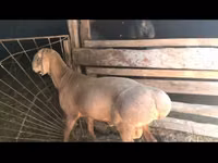 Qoʻy, Arashan sheep — 1-rasm