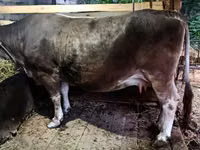 母牛, Cattle — 照片 3