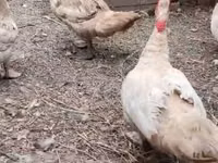 Ducks — 照片 7