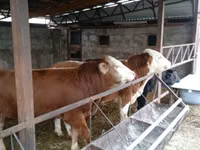 Bulle, Simmental cattle — Foto 4