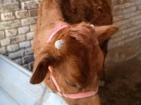 母牛, Cattle — 照片 1
