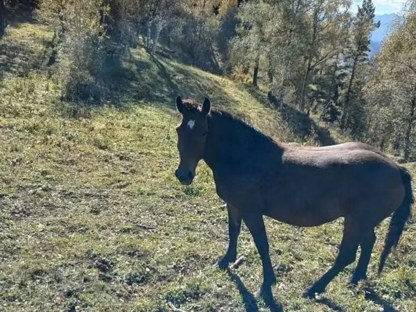 خيول (دفعة، الجنس غير محدد), New Altai Horse
