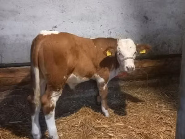 Bulle, Simmental cattle