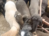 Schafe (Partie, Geschlecht nicht angegeben), Edilbay sheep — Foto 2