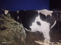गाय, गोलस्टीन नस्ल — फ़ोटो 3