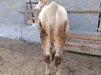 Kuh, Simmental cattle — Foto 4