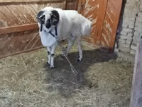 كبش, الأغنام — الصورة 2