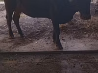 Kuh, Swiss cattle — Foto 3