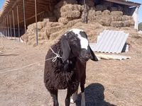 Carnero, Edilbay sheep — foto 2