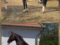 Horse (M), Dutch warmblood horse — photo 1