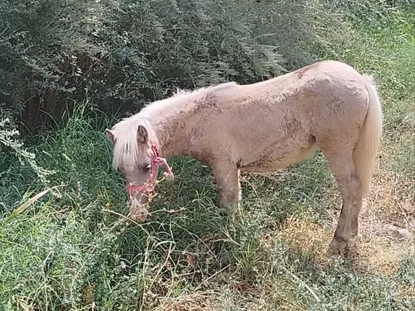 Yegua, Caballos