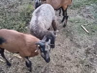 Oveja, Cameroon sheep — foto 2