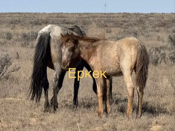 Horse (M), Horses