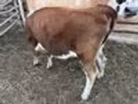 Rinder (Partie, Geschlecht nicht angegeben), Simmental cattle — Foto 4