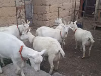 Echki, Saanen goat — 3-rasm