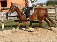 Hengst, Pferde — Foto 5