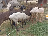 Qoʻy, Edilbay sheep — 7-rasm