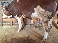 ثور, Simmental cattle — الصورة 4