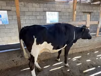 بقرة, Russian Black pied cattle — الصورة 1