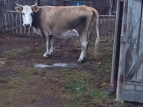 Сиыр, Simmental cattle