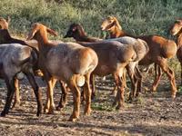 Widder, Hissar sheep — Foto 1