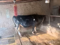 公牛, Aberdeen-Angus — 照片 1