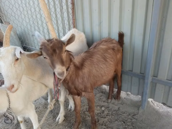 Cabro, Cabras — Uzbekistán