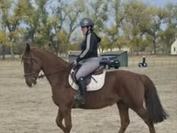 Stute, Hungarian horse breed — Foto 3
