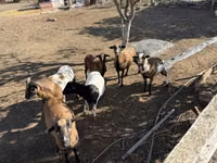 बकरा, बकरियाँ — फ़ोटो 2