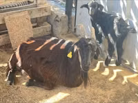 母山羊, Goats — 照片 2