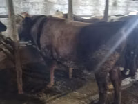 Toro, Ganado vacuno — foto 4