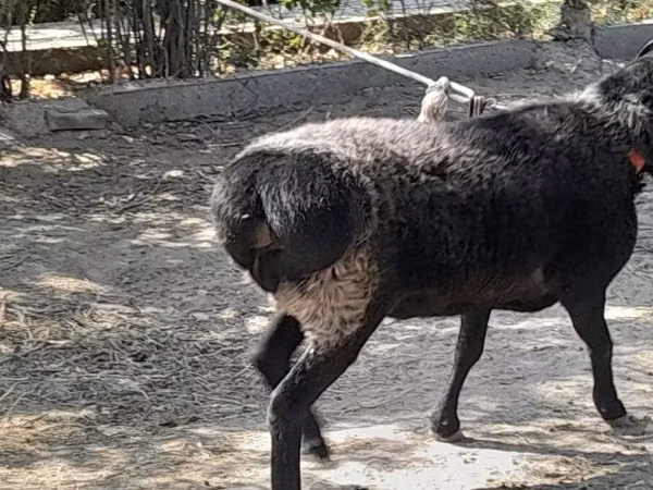 كبش, الأغنام — أوزبكستان