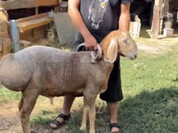 Carnero, Arashan sheep — foto 1
