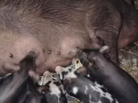 Säue, Schweine — Foto 4