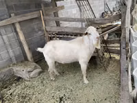 تيس, الماعز — الصورة 2