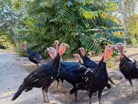 Turkeys — 7-rasm