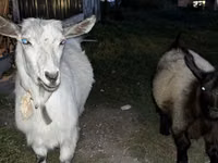 Ziegen (Partie, Geschlecht nicht angegeben), Ziegen — Foto 6