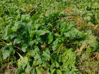 Продам кормовую сфеклу — 1-rasm