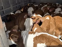 सांड, Simmental cattle — फ़ोटो 5