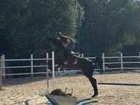 Stute, Friesian sport horse — Foto 2