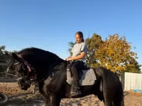 Caballo, Friesian — foto 2