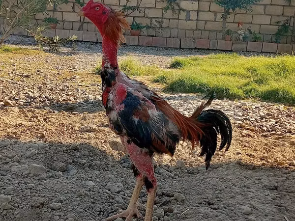 Chickens