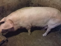 Sow, Pigs — photo 2