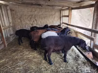 公羊, Sheep — 照片 2