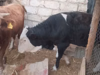公牛, Kazakh White-headed cow — 照片 2