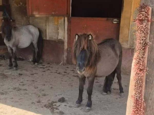 Stute, Shetland Pony